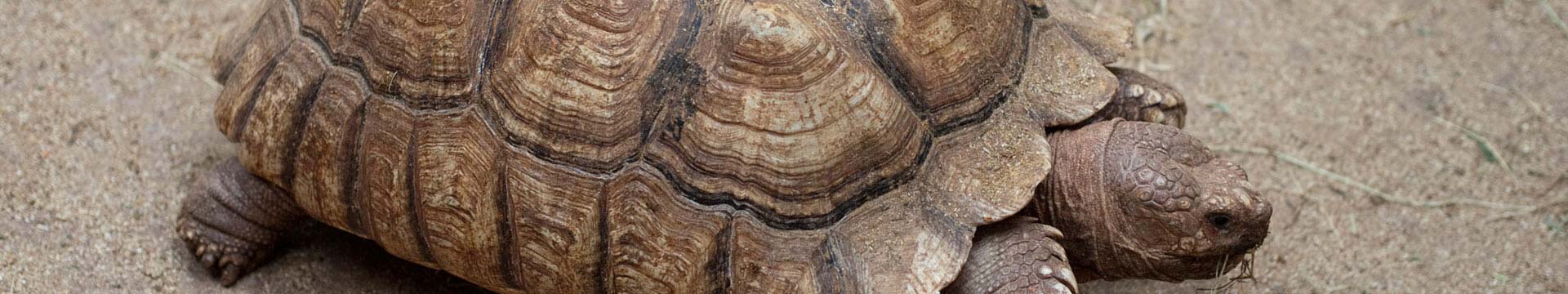 Mazuri Tortoise Diet